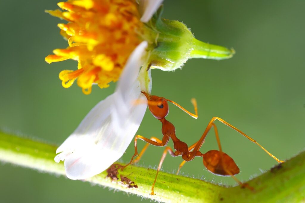 Ant-Man’de Wasp Göründü