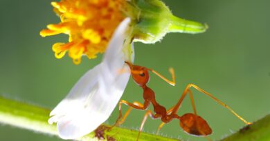 Ant-Man’de Wasp Göründü