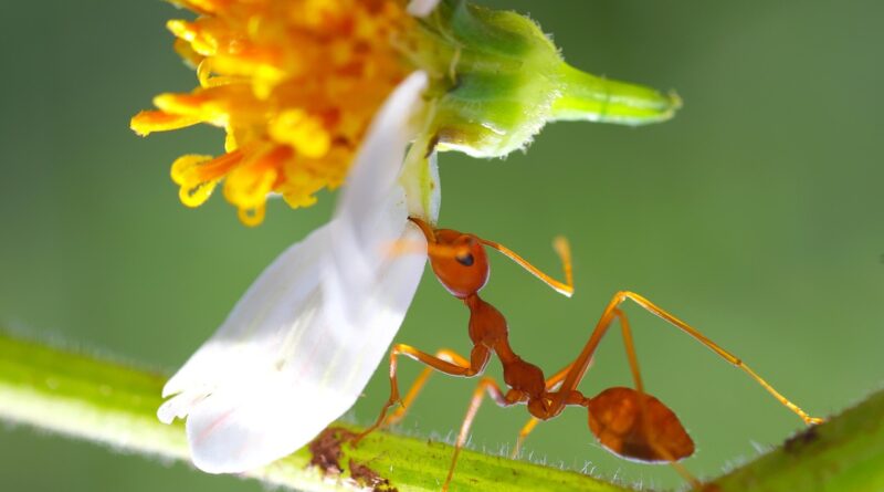 Ant-Man’de Wasp Göründü