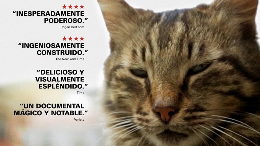 Kedi Filmi Sahne Besiktasta