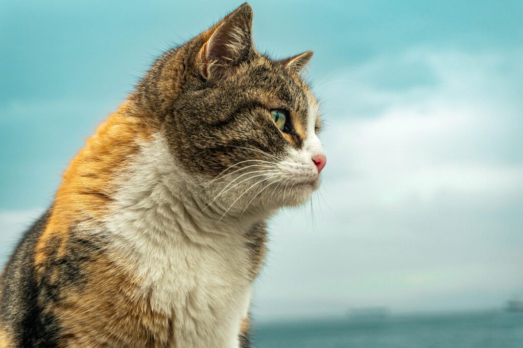 Kedi Filmi Sahne Beşiktaş’ta