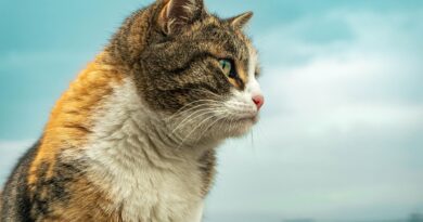 Kedi Filmi Sahne Beşiktaş’ta