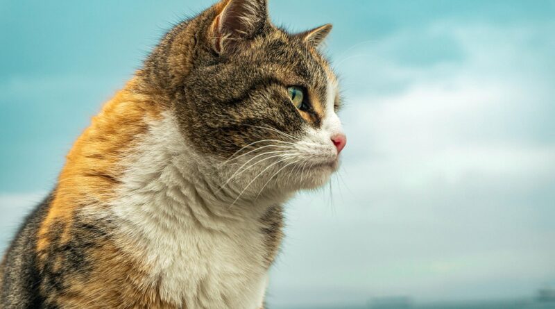 Kedi Filmi Sahne Beşiktaş’ta