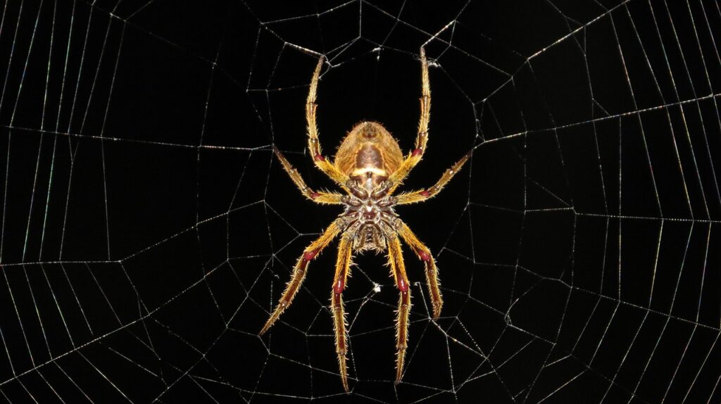 Black Widow Kendi Filmine Kavuşuyor