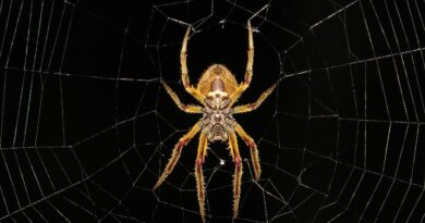 Black Widow Kendi Filmine Kavuşuyor