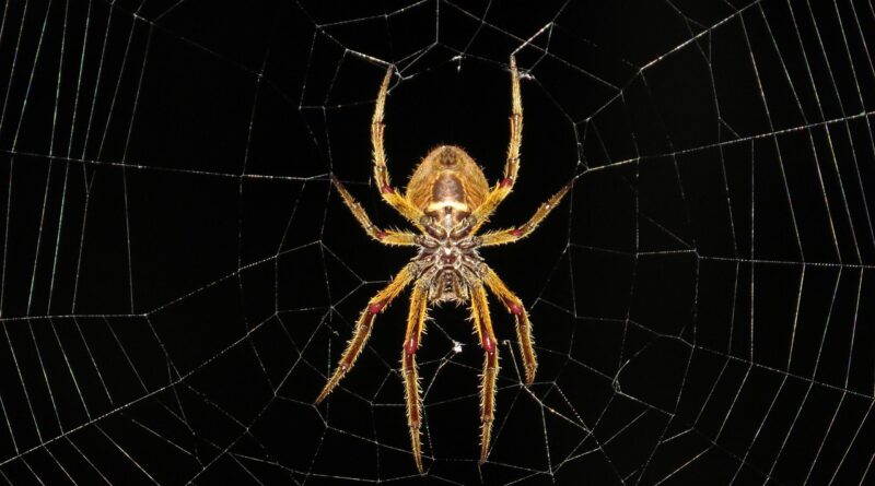 Black Widow Kendi Filmine Kavuşuyor