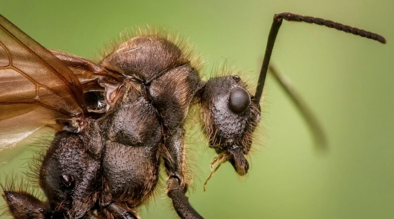 Ant-Man and The Wasp İçin Geri Sayım Başladı
