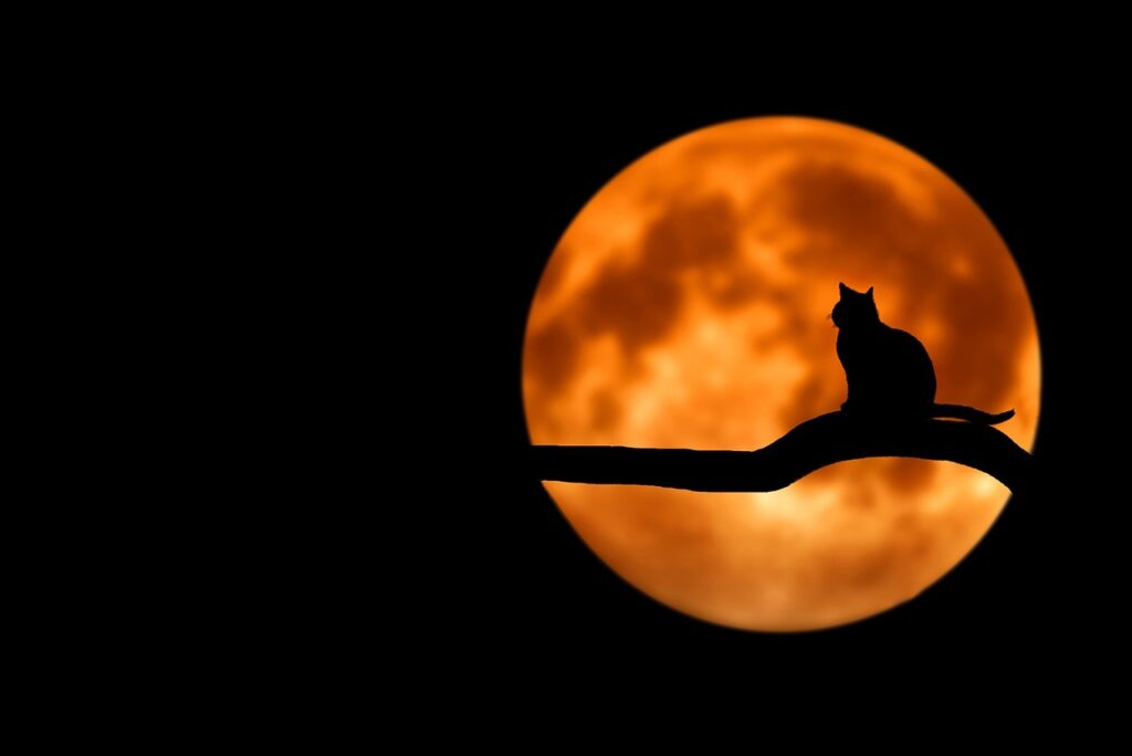 Halloween filminden poster geldi