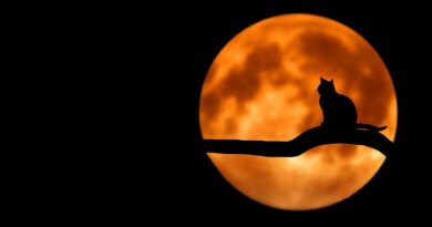 Halloween filminden poster geldi