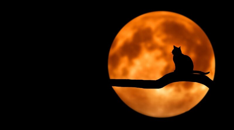 Halloween filminden poster geldi