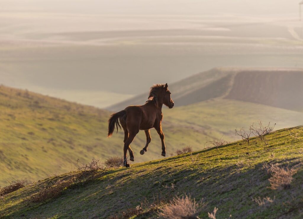 Woman Walks Ahead’ten fragman yayınlandı
