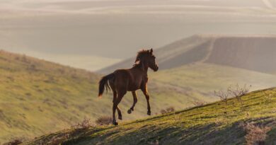 Woman Walks Ahead’ten fragman yayınlandı