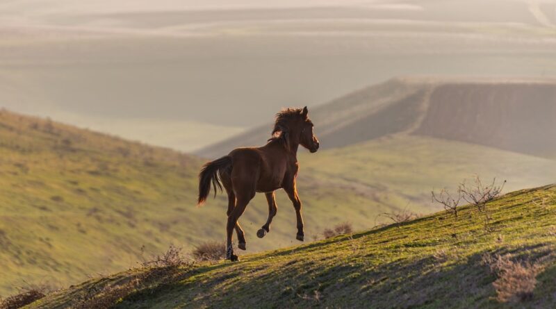 Woman Walks Ahead’ten fragman yayınlandı