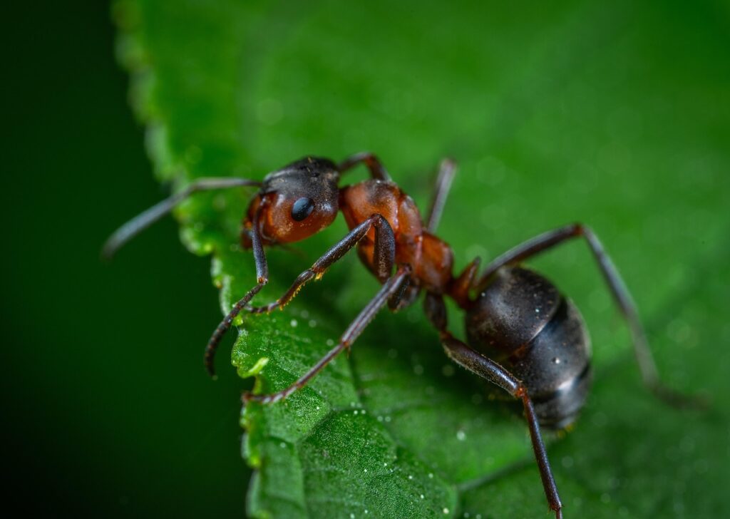 “Ant-Man ve Wasp”tan yeni poster geldi