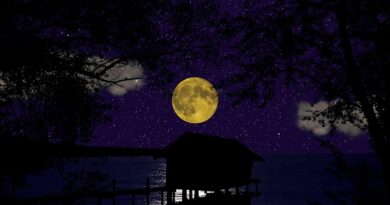 Korku filmi “Feral”dan ürkütücü poster!