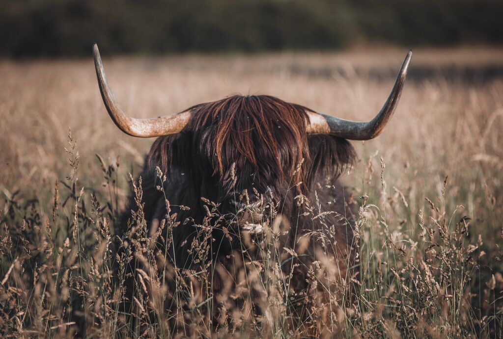Outlander’dan sevindiren haber