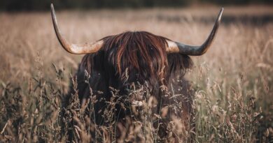 Outlander’dan sevindiren haber