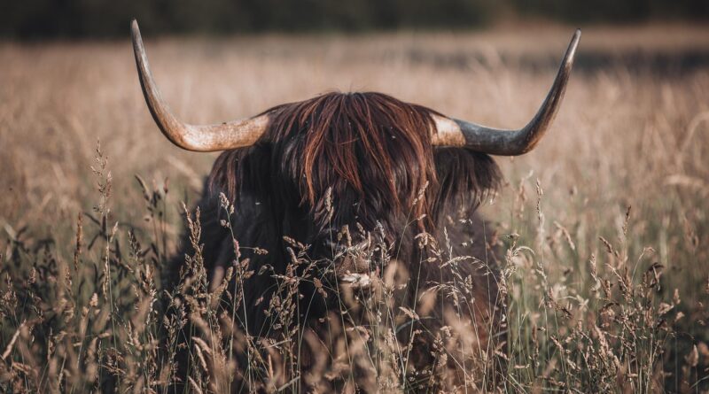 Outlander’dan sevindiren haber