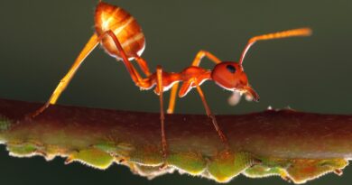 Haftasonu gişe verileri belli oldu! Ant Man and the Wasp farka yürüdü!