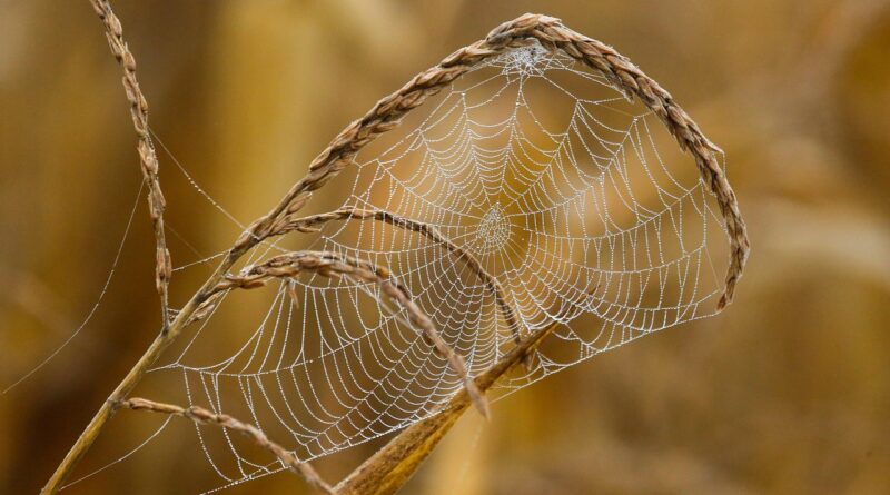 Remy Hii Spider-Man’in kadrosuna katıldı