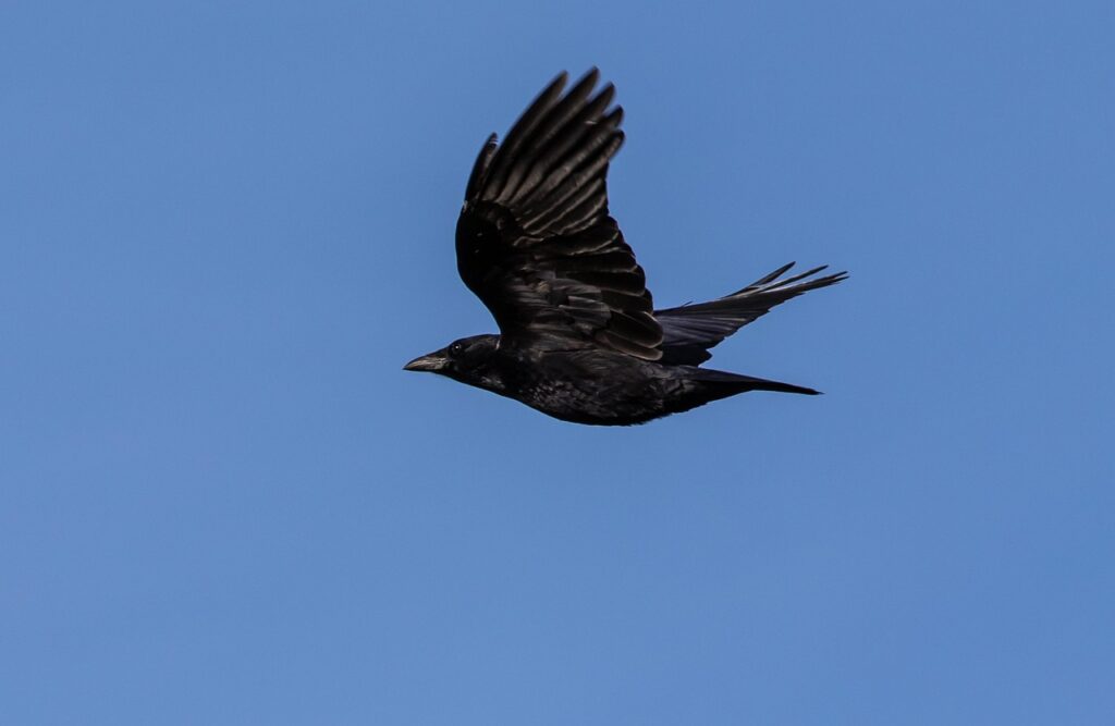 “Birds of Prey”in başrolünde kimler var?