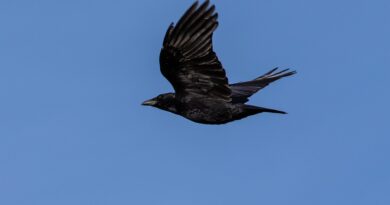 “Birds of Prey”in başrolünde kimler var?