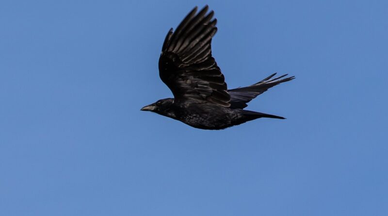 “Birds of Prey”in başrolünde kimler var?